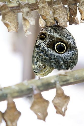 Caligo Teucer - Uilvlinder