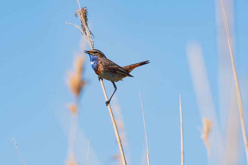 Blauwborst van Merijn Loch