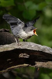 White throated Dipper * Cinclus cinclus *, fledgling begging for food