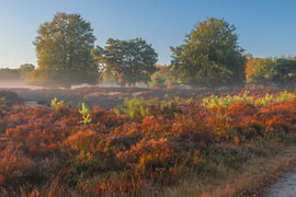 Un matin d'été indien dans la lande sur Norman van der Geer