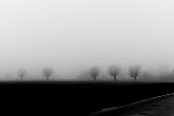 Knotwilgen in de mist zwart-wit beeld van E Picqtures