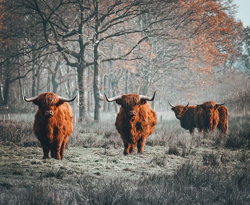 "Hochland-Majestät"