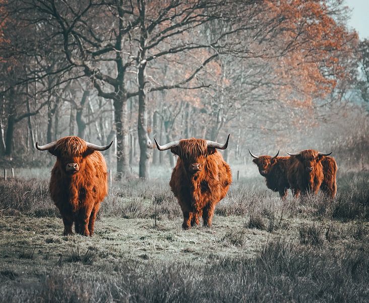 Majesté des Highlands&amp;quot ; par Bernadette Bult
