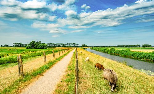 Landschap 17