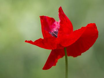 Red Poppy- Klaproos rood van José Verstegen