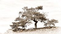 Conifer III