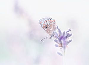 butterfly lavender highkey by natascha verbij