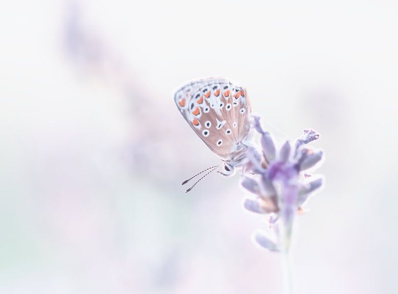 Schmetterling-Lavendel-Highkey von natascha verbij