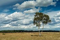 Eenzame berk met wolkenlucht van Peet Romijn thumbnail