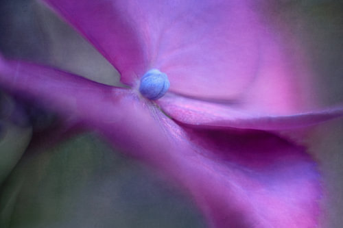 Between Light and Blossom
