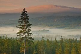 Fulufjället Nationalpark von Karin Jähne
