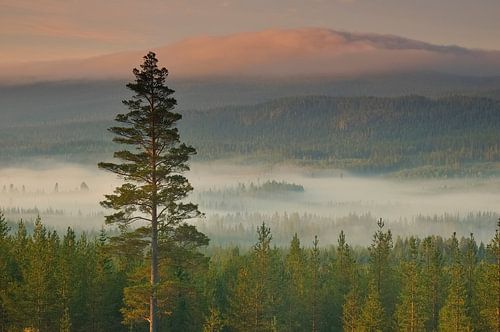 Fulufjället National Park