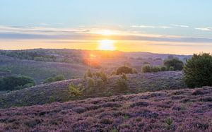 Lever de soleil. Parc national de Veluwezoom, The Posbank.