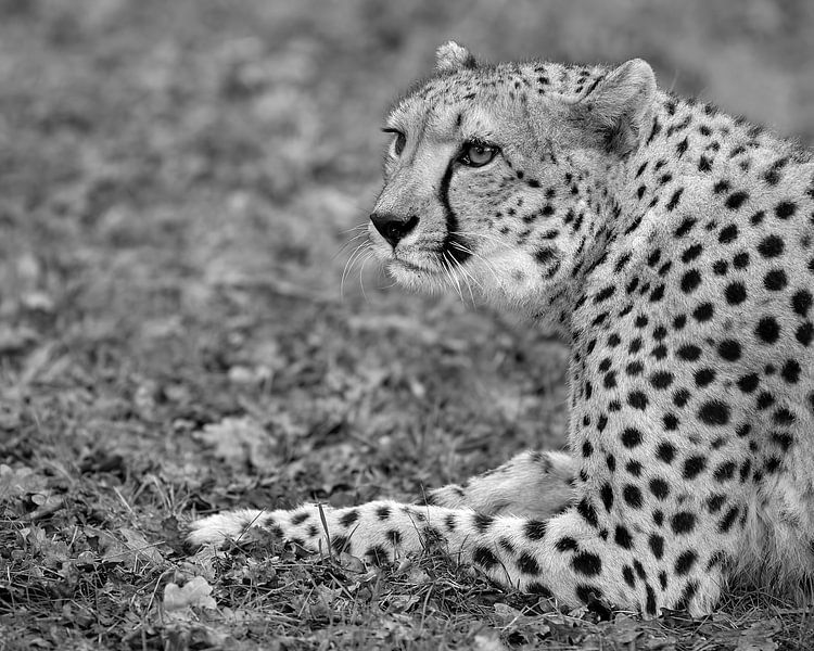 Dieser Cheetah behält alles genau im Auge. von Patrick van Bakkum