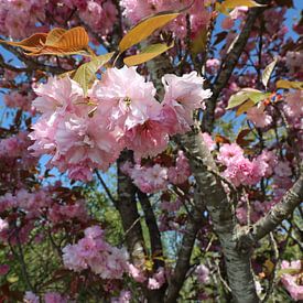 Bloemendroom in de lente van Alexandra Joseph Reisefotos und Landschaftsbilder