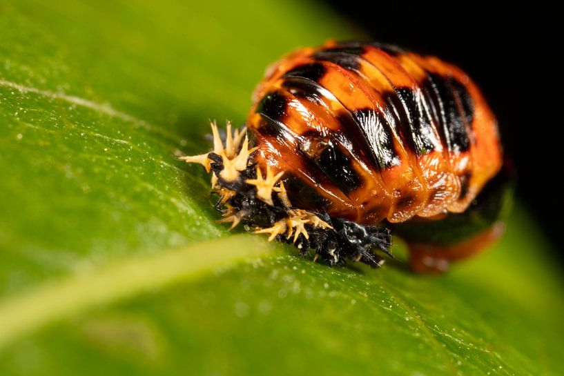 Doll of a ladybug on a leaf by Joost Adriaanse