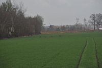 kudde reeën in het veld