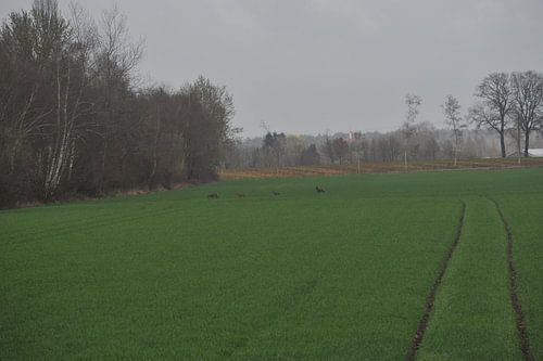 Herde von Hirschen auf dem Feld