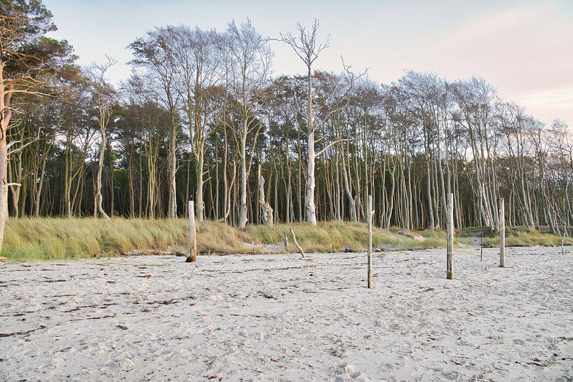 Trees on the beach of the Baltic Sea. Small forest by Martin Köbsch