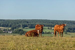 Kurioses Vieh in Süd-Limburg