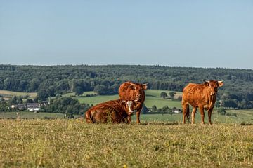 Nieuwsgierige runderen in Zuid-Limburg van John Kreukniet