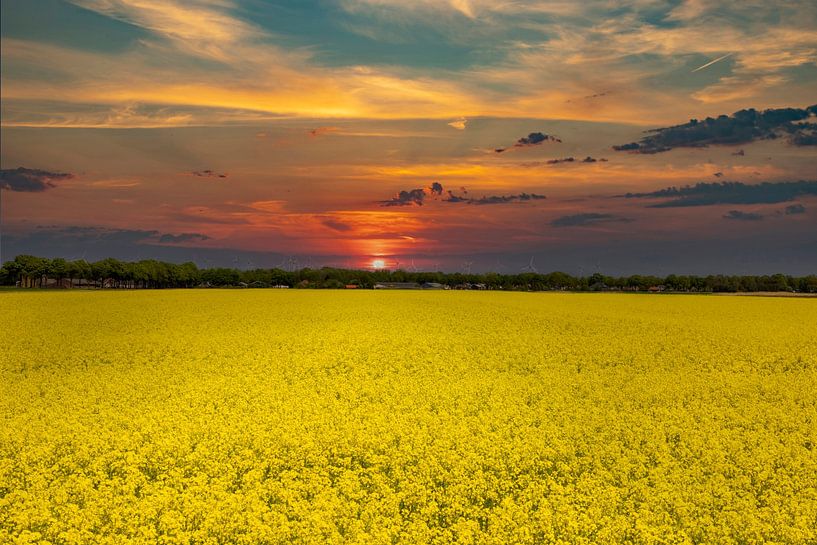 Rapeseed fields in the Netherlands. by Gert Hilbink