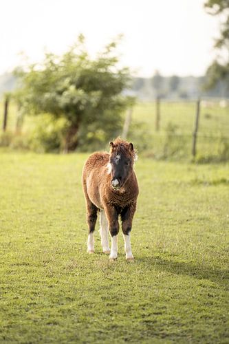 Fluffy shetlandpony in een veld