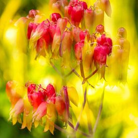 „Goldenes Flüstern – doppelte Blüte“ von Saskia Strack