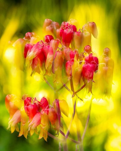 „Goldenes Flüstern – doppelte Blüte“