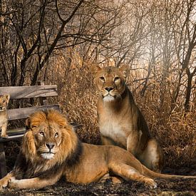 Lion et lionne avec 1 petit sur Bert Hooijer