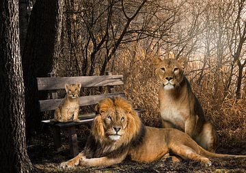 Lion et lionne avec 1 petit sur Bert Hooijer