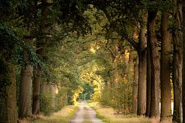 Straße der Freiheit