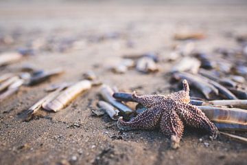 The lone seastar von Alexander Tromp