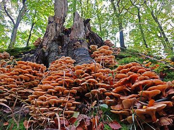Mushrooms at Elswout estate by Ben Hoftijzer