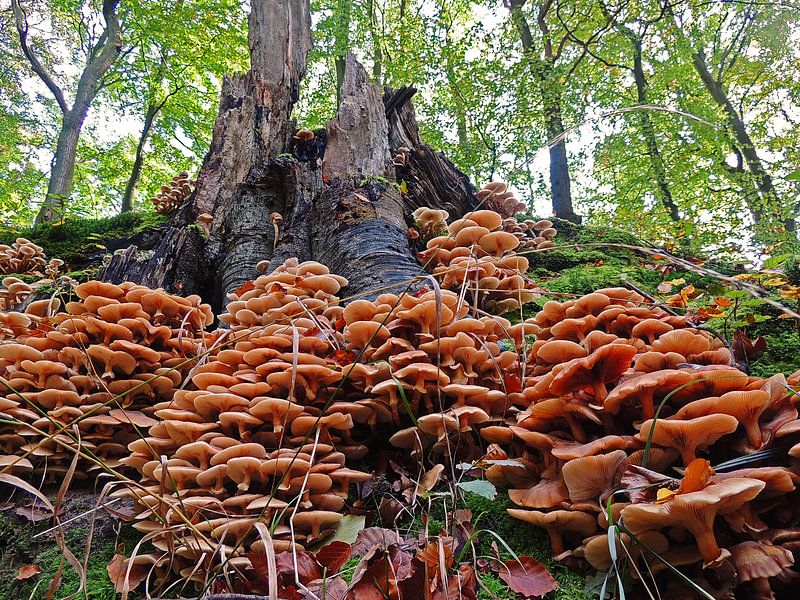 Mushrooms at Elswout estate par Ben Hoftijzer