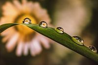 Wassertropfen