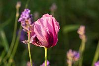 Mooie roze klaproos en lavendel