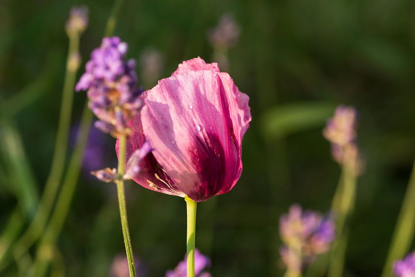 Wunderschöner rosa Mohn und Lavendel von Mirjam Welleweerd