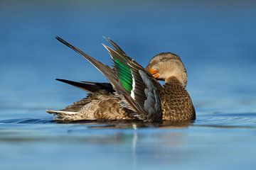 Vrouw Slobeend op het water