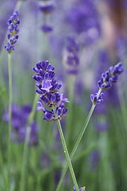 Badkamercanvas? van Evelien Bruns