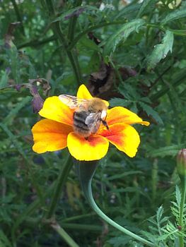 Zomer op de Luchtbal