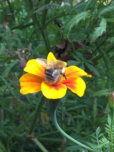 Zomer op de Luchtbal