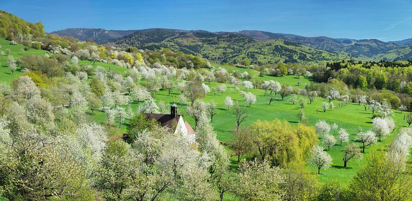 Kersenbloesem in het Markgräfler Land, Zwarte Woud van Markus Lange