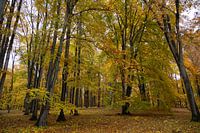 Herbstwald