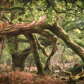 Gebroken maar niet dood van Loris Photography