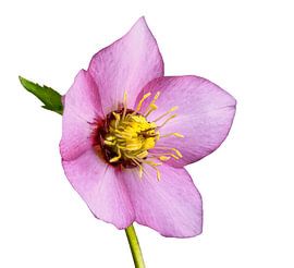 Macro of a lentil flower on a white background
