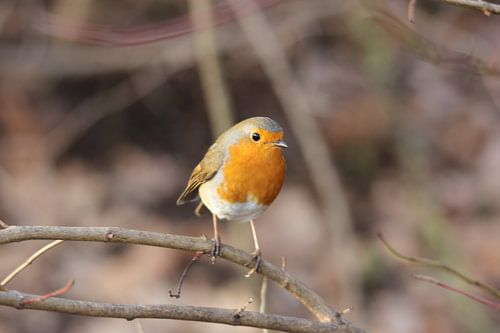 robin