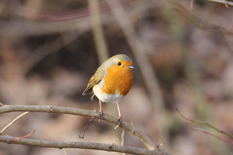 robin by Frank Janssen