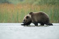 European Brown Bear ( Ursus arctos ) walking through shallow water by wunderbare Erde thumbnail
