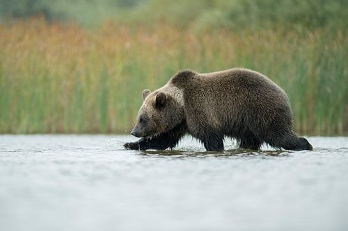 Europaeischer Braunbaer * Ursus arctos *, Jungtier läuft durch Flachwasser